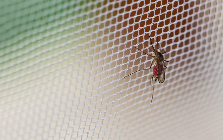 Des solutions efficaces contre les insectes : Internorm vous guide