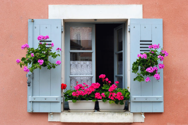 Conseils et sélection de plantes brise-vue pour un rebord de fenêtre