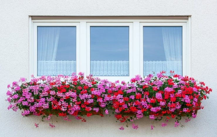 Astuces déco : Comment ornementer vos façades avec des plantes ?